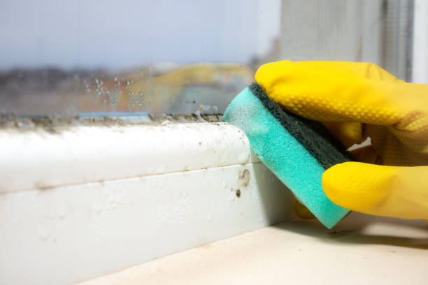 Best Commercial Mold Remediation in De Motte, IN